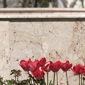 Carrelage sol et mur Marbre Rosalia Beige Poli, 60 x 30 x 2 cm