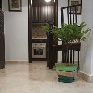 Travertin poli croisé Classic PREMIUM, 40.6 x 20.3 x 1.2 cm